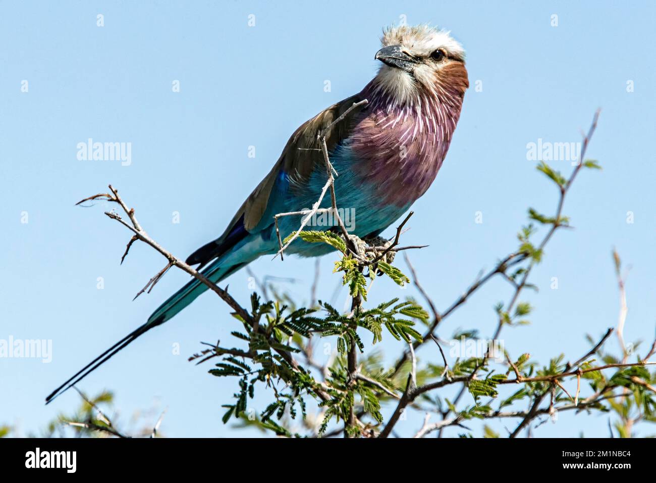 Lilac breasted roller with light in its eye, perched on a bush in Etosha Stock Photo