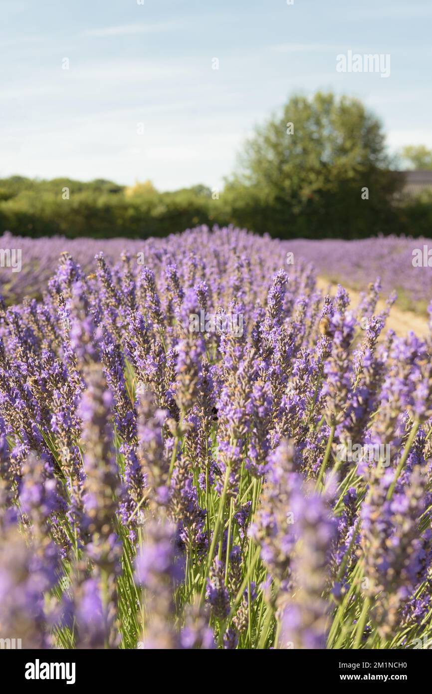Blooming fresh lavender flowers in the field landscape. Colorful aromatic plants in Europe. Sunny day blue sky natural background wallpaper. Stock Photo