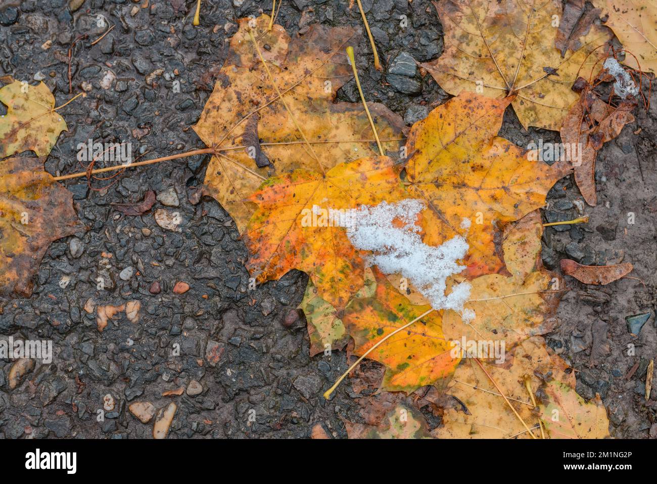 Frozen leaves on asphalt hi-res stock photography and images - Alamy