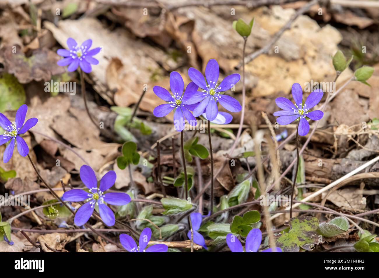 blue anemones in nature growing wild Stock Photo