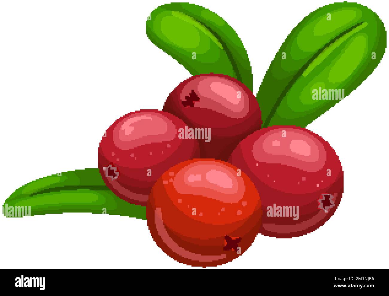 cranberry berry cartoon vector illustration Stock Vector Image & Art Alamy
