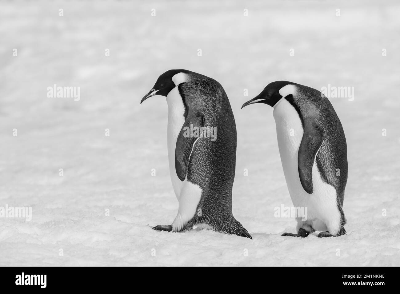 Emperor penguins Black and White Stock Photos & Images - Alamy