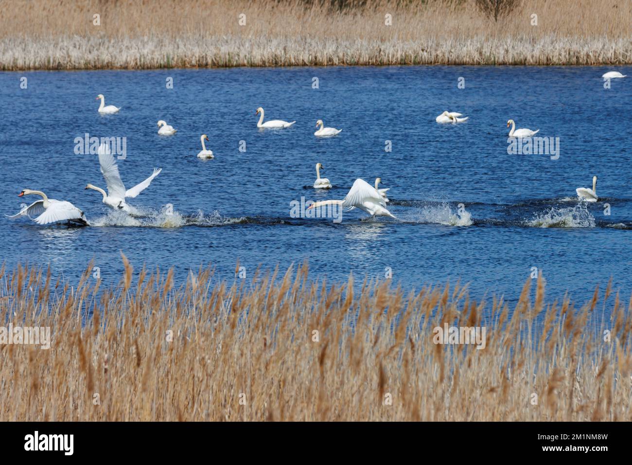 Swans in a small lake in Motala Sweden. Some chasing each other and some swans are resting or hiding Stock Photo