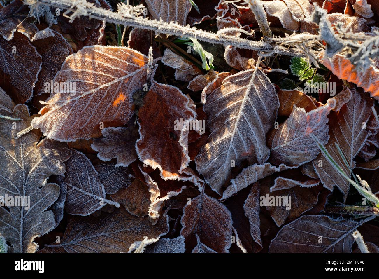 Frosted leaves on the ground. A cold and frosty winter close up of leaves and grass. Stock Photo