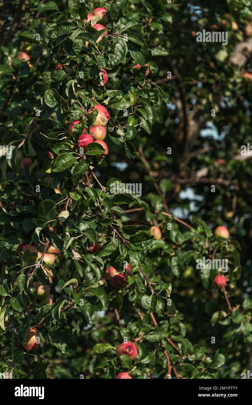 Big apple tree with red apples in Austrian village Stock Photo Alamy