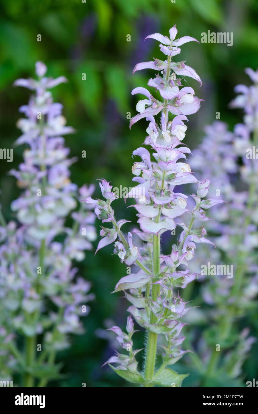 Salvia sclarea, clary, biennial clary sage, clear eye, clear-eyes, herb clary, see-bright, long racemes, pale pink flowers with mauve-pink bracts, Stock Photo