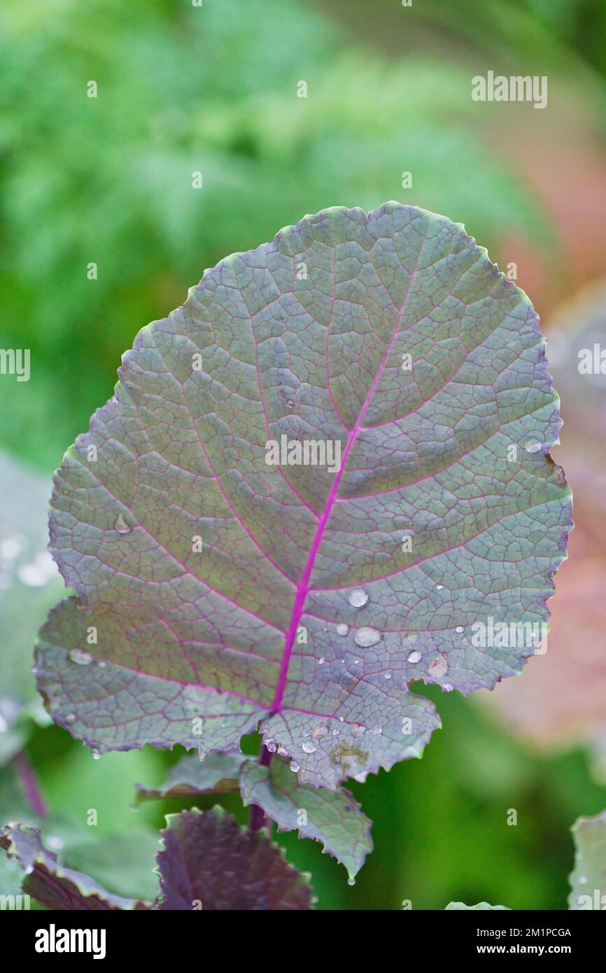 Two leaves of purple cabbage seedling, top view photo of purple cabbage
