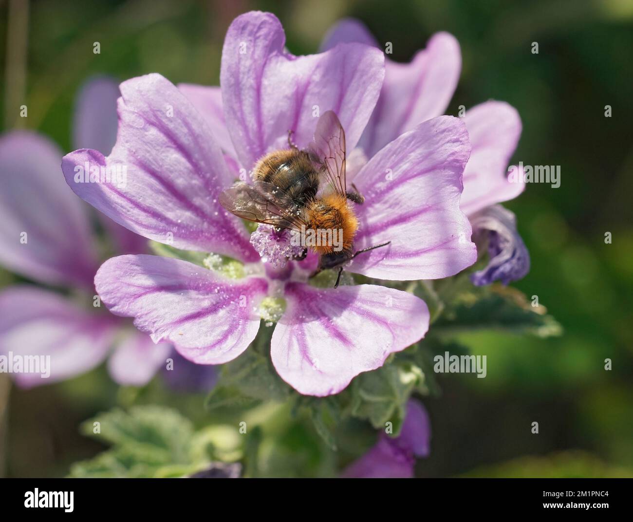 A closeup of a brown-banded carder bee pollinating a beautiful purple flower Stock Photo