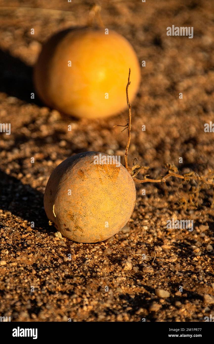 Two Desert Squash or Bitter Gourd growing in the Namib Desert. Stock Photo