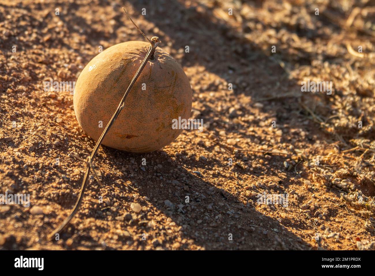 Desert Squash or Bitter Gourd growing in the Namib Desert. Stock Photo