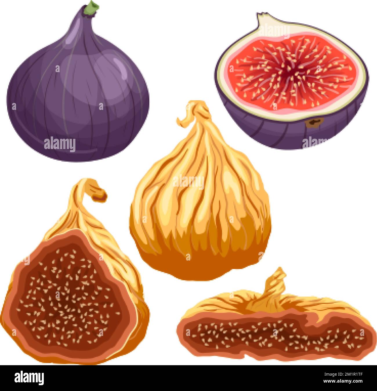 fig fruit fresh set cartoon vector illustration Stock Vector Image