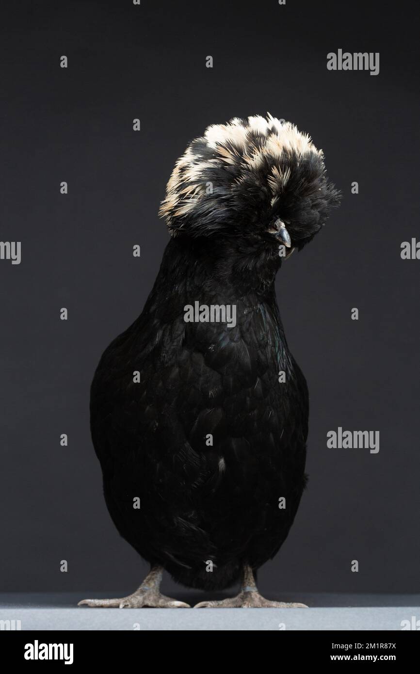 A Black Polish Chicken against a dark background Stock Photo