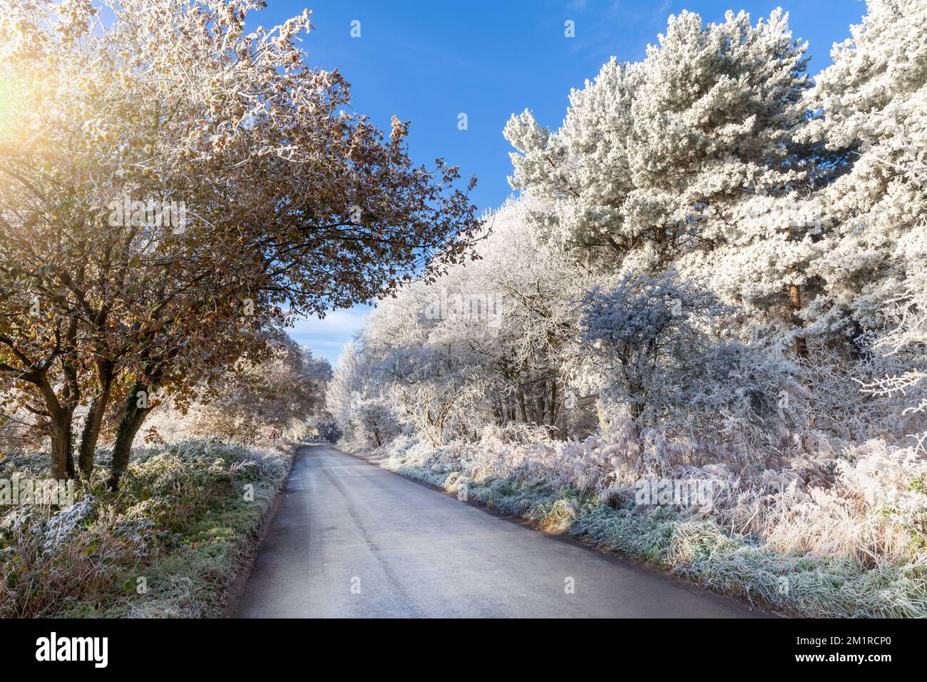 Winter tree frost on UK rural roads. Icy weather with clear blue skies in December Stock Photo