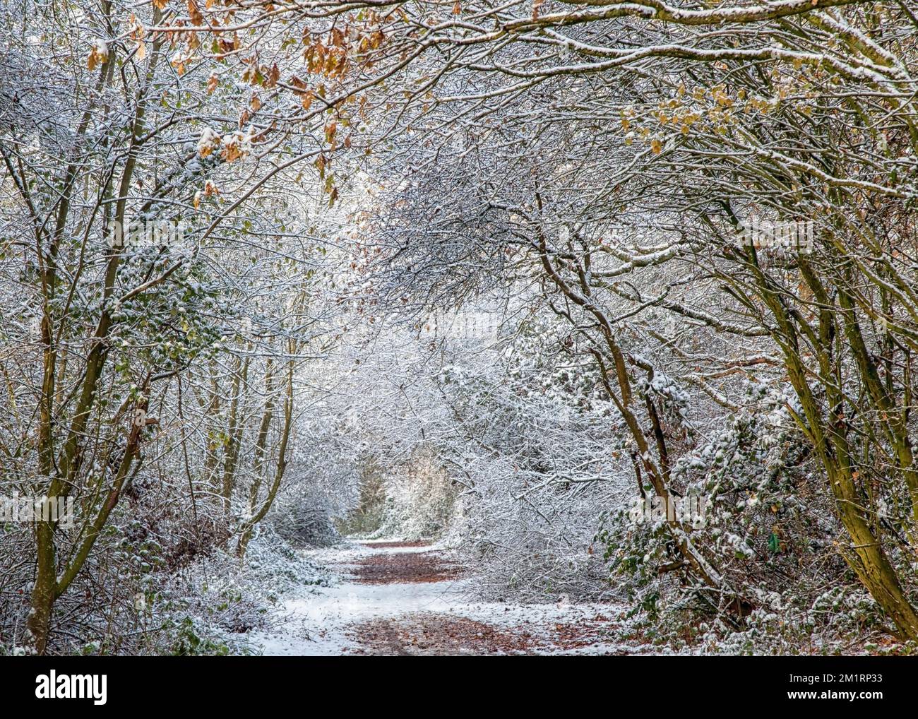 Sussex downs in winter hi-res stock photography and images - Alamy