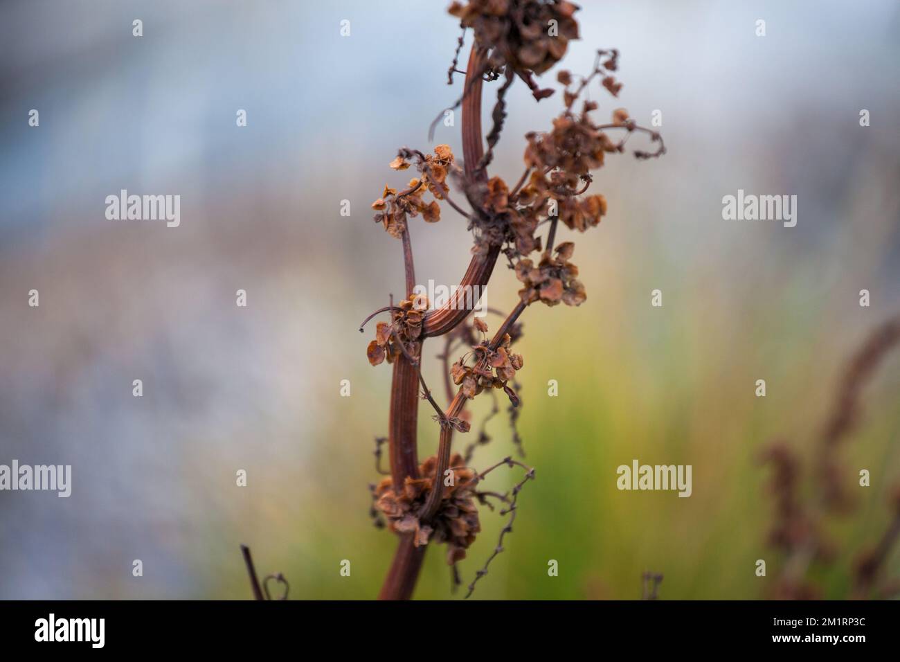 The close-up view of a dry Rumex conglomeratus plant before the blurred background Stock Photo