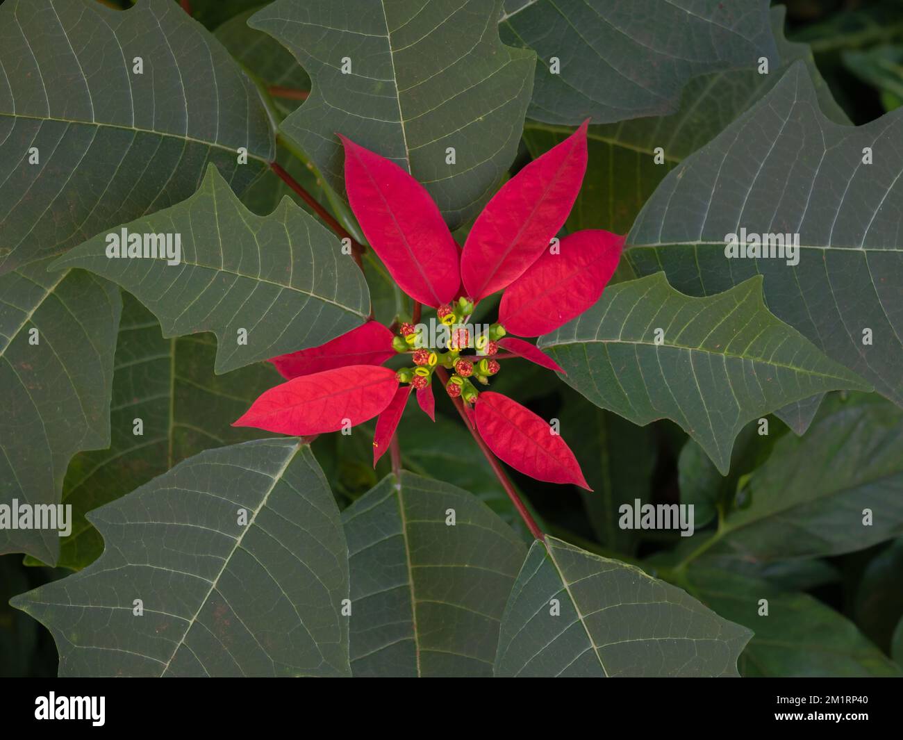 Closeup view of colorful poinsettia or euphorbia pulcherrima shrub blooming in the wild with bright red bracts, a classic Christmas season plant Stock Photo