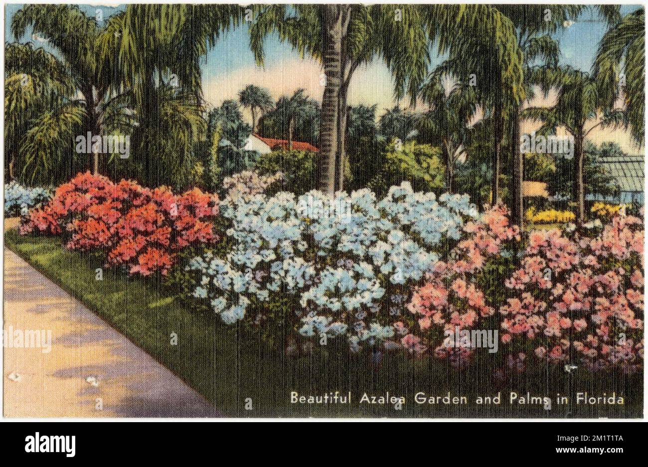 Variety of plants in garden florida hi-res stock photography and images -  Alamy, image size:1300x937