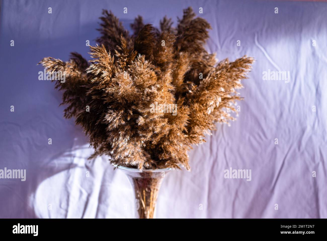 Pretty Reeds Phragmites australis pretty dried up common reed autumn pampas soft ...