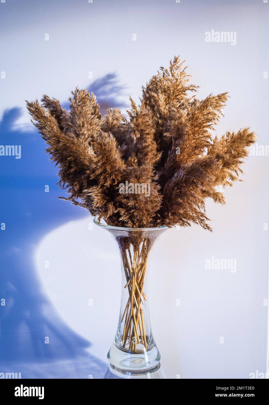 Pretty Reeds Phragmites australis pretty dried up common reed autumn pampas soft ...