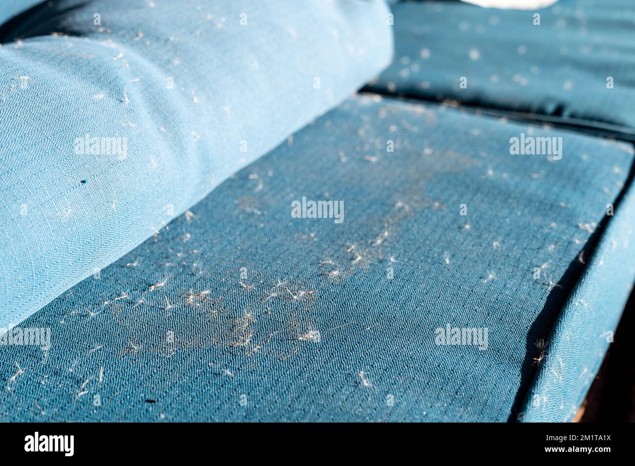 Wind scattered cattail seeds on an outdoor patio furniture cushion ...