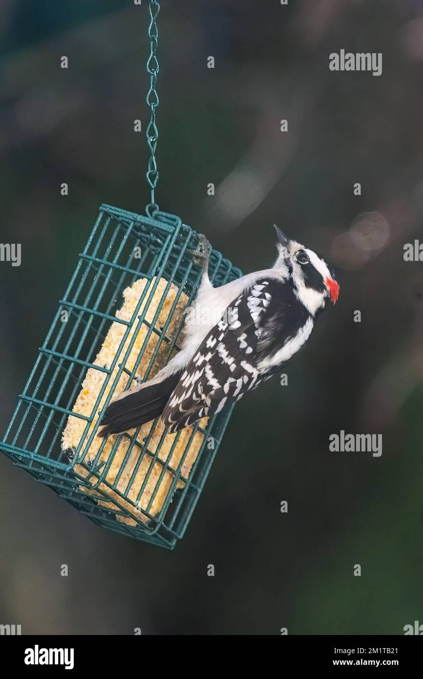 Downy woodpecker at suet feeder Stock Photo