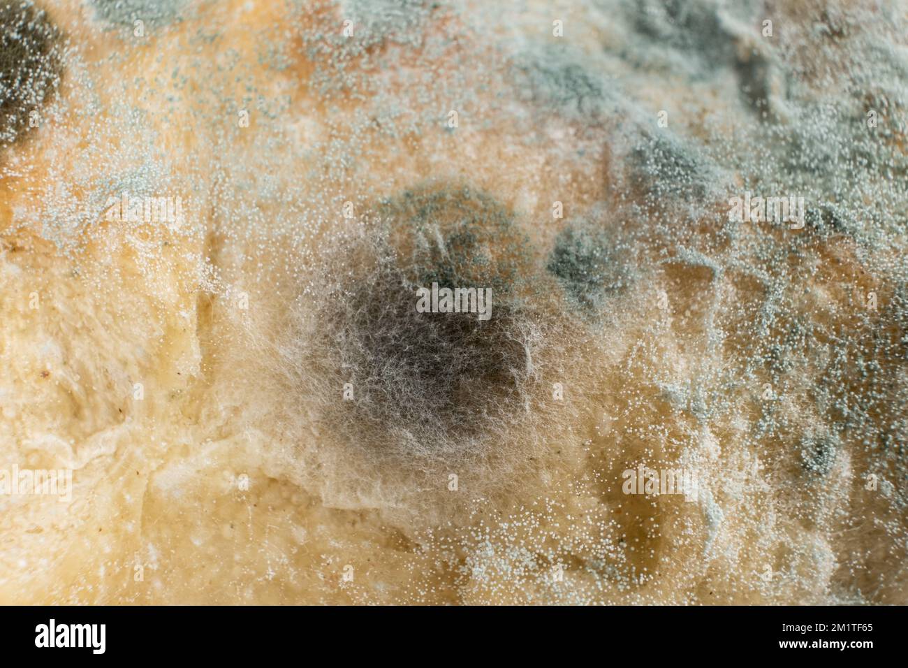 Mold on bread, macro, top view. The danger of mold, stale products. Stock Photo