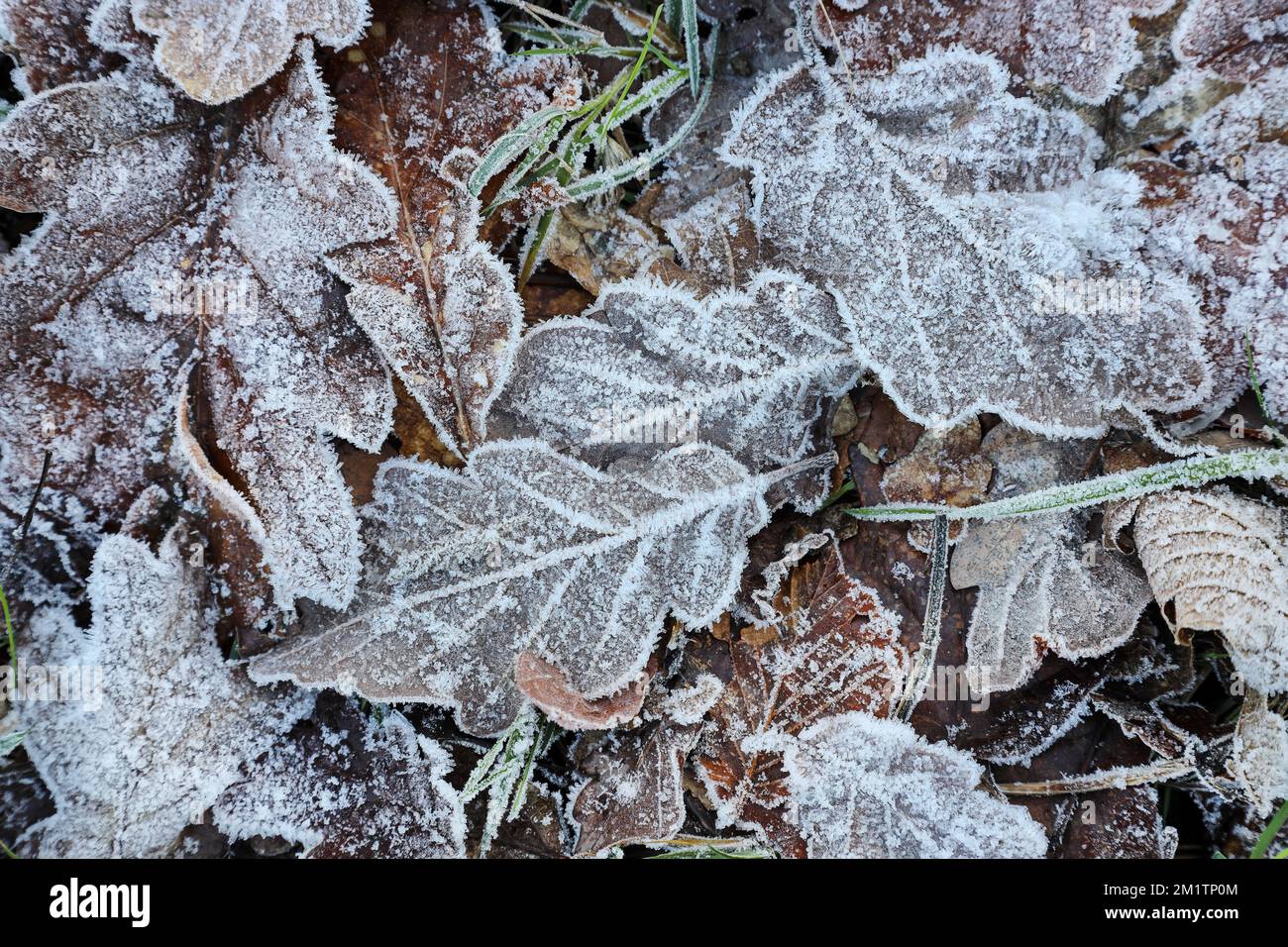 Hoar Frost Covered Oak Leaves, UK Stock Photo