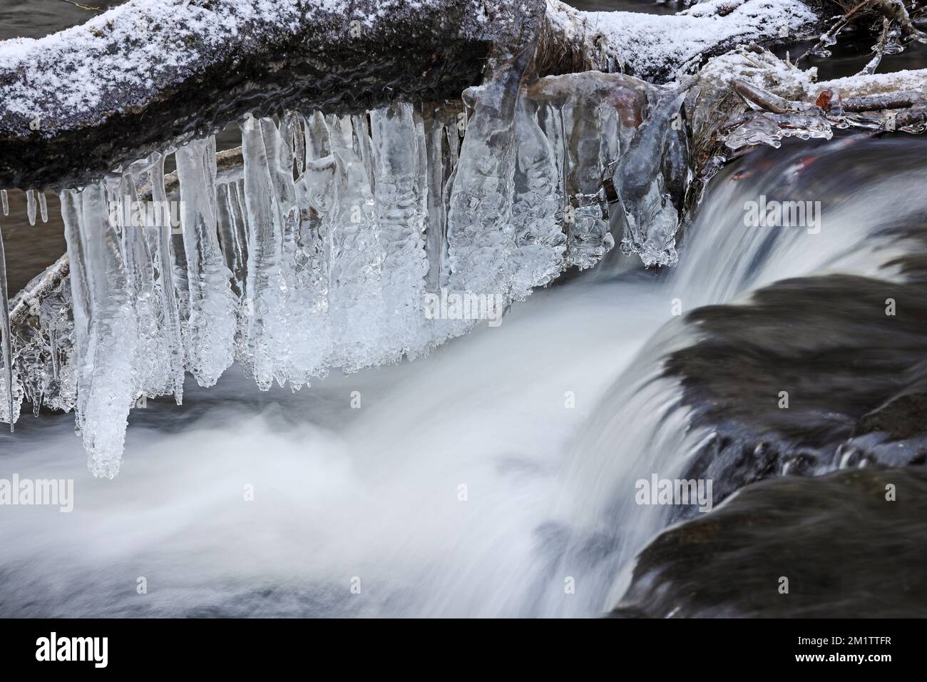 Icicles, Hanging from the Branch of a Tree next to a Waterfall, North Pennines, Teesdale, County Durham, UK Stock Photo