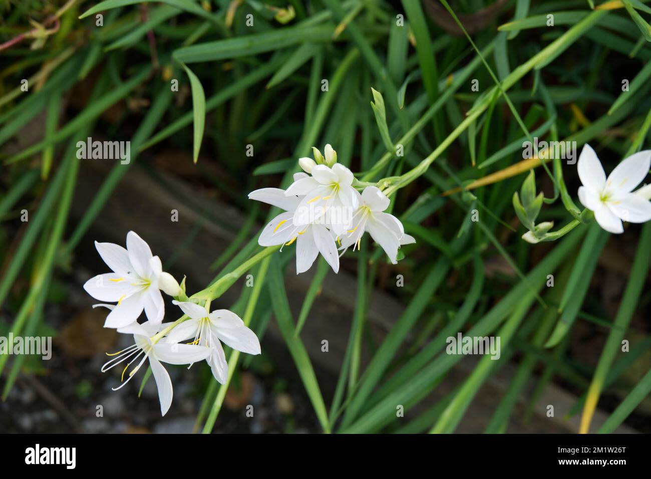 White Crimson Flag Hesperantha coccinea f.alba in UK garden November Stock Photo