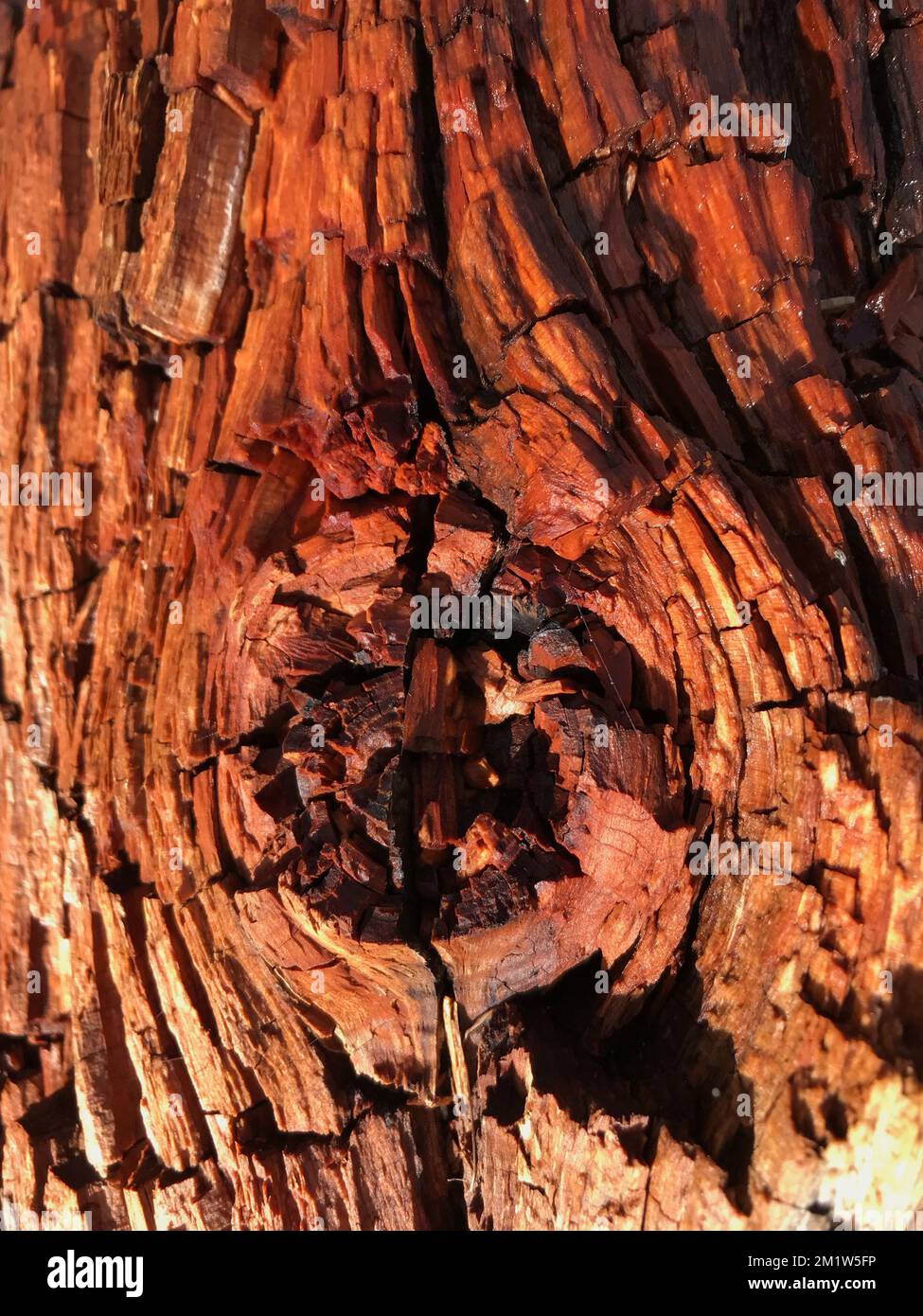 Close up of very weathered driftwood from Scots pine tree (Pinus sylvestris) Bark is pinkish-red with deep grooves and fissures that deepen with age. Stock Photo