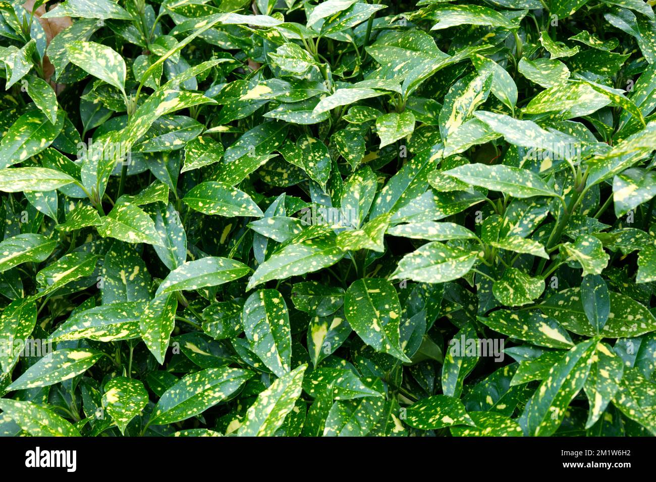 Japanese spotted laurel Aucuba japonica Crotonifolia in UK garden November Stock Photo