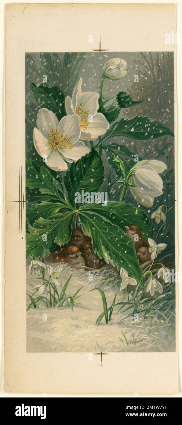 Birds beneath white flowers in winter , Birds, Flowers, Snow. Louis