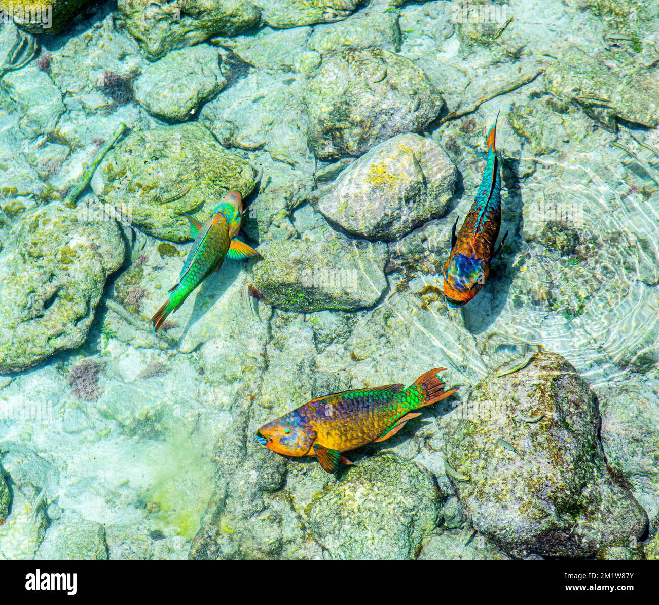 3 Parrot Fish in the Sargasso Sea Stock Photo