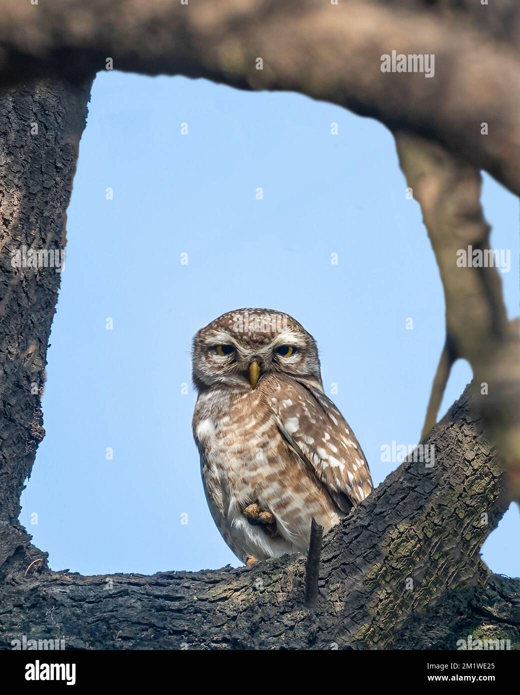 A Spotted Owl resting on a tree and looking down Stock Photo