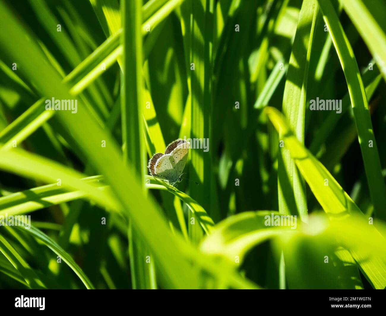 A selective of a tailed Cupid (Cupido argiades) on green grass under the sunlight Stock Photo
