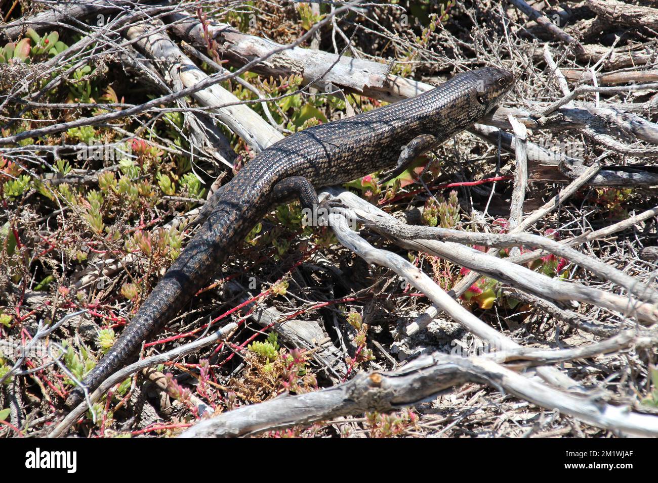 lizard at rottnest island (australia) Stock Photo