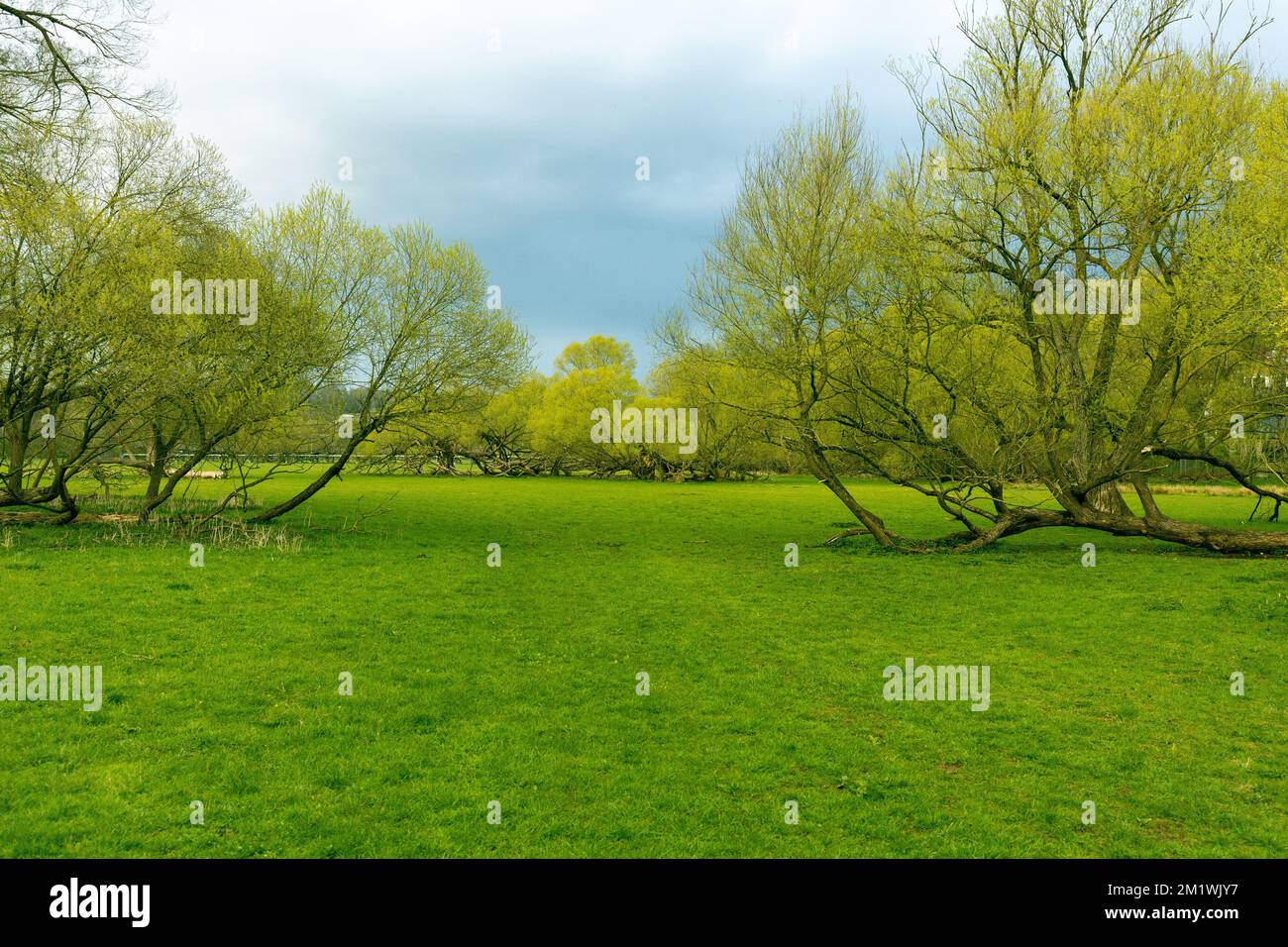 Ground With Trees A beautiful view of a green trees in the flat green grass ground Stock ...