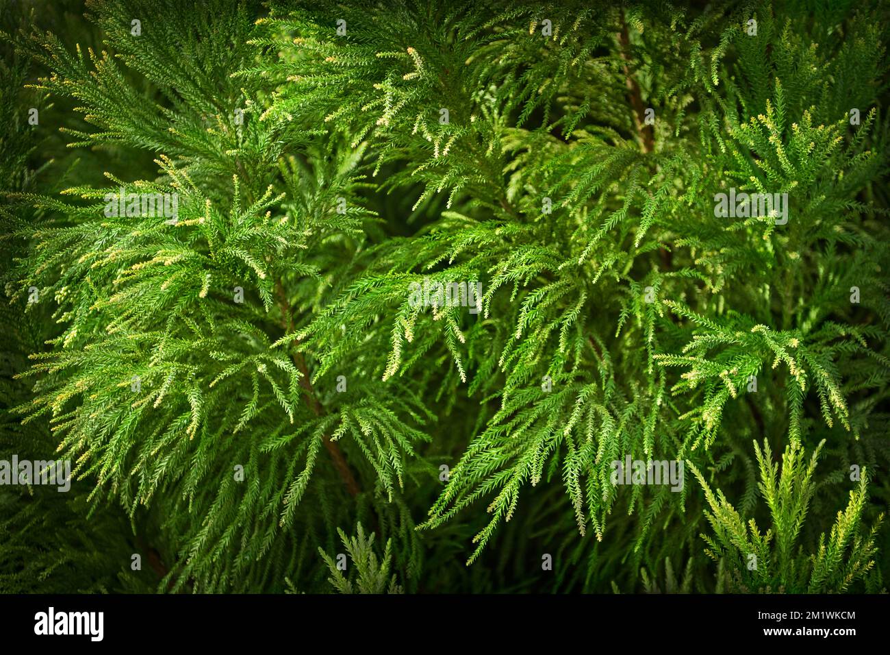 Closeup of cryptomeria, better known as Japanese cedar, with its beautiful green leaves and peculiar shape Stock Photo
