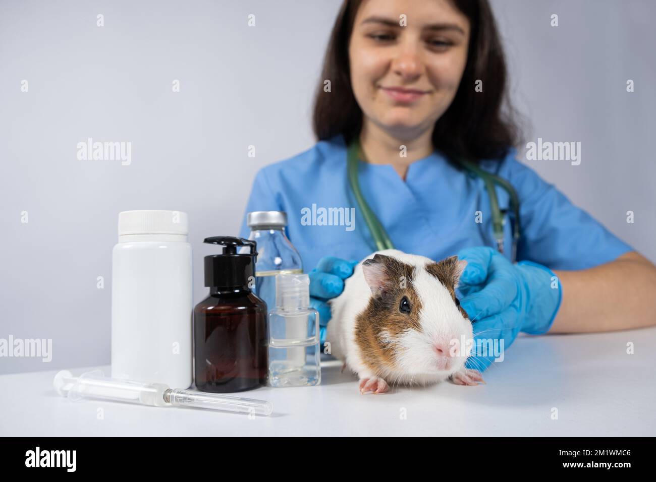 Small white guinea pig at the vet's appointment at the veterinary