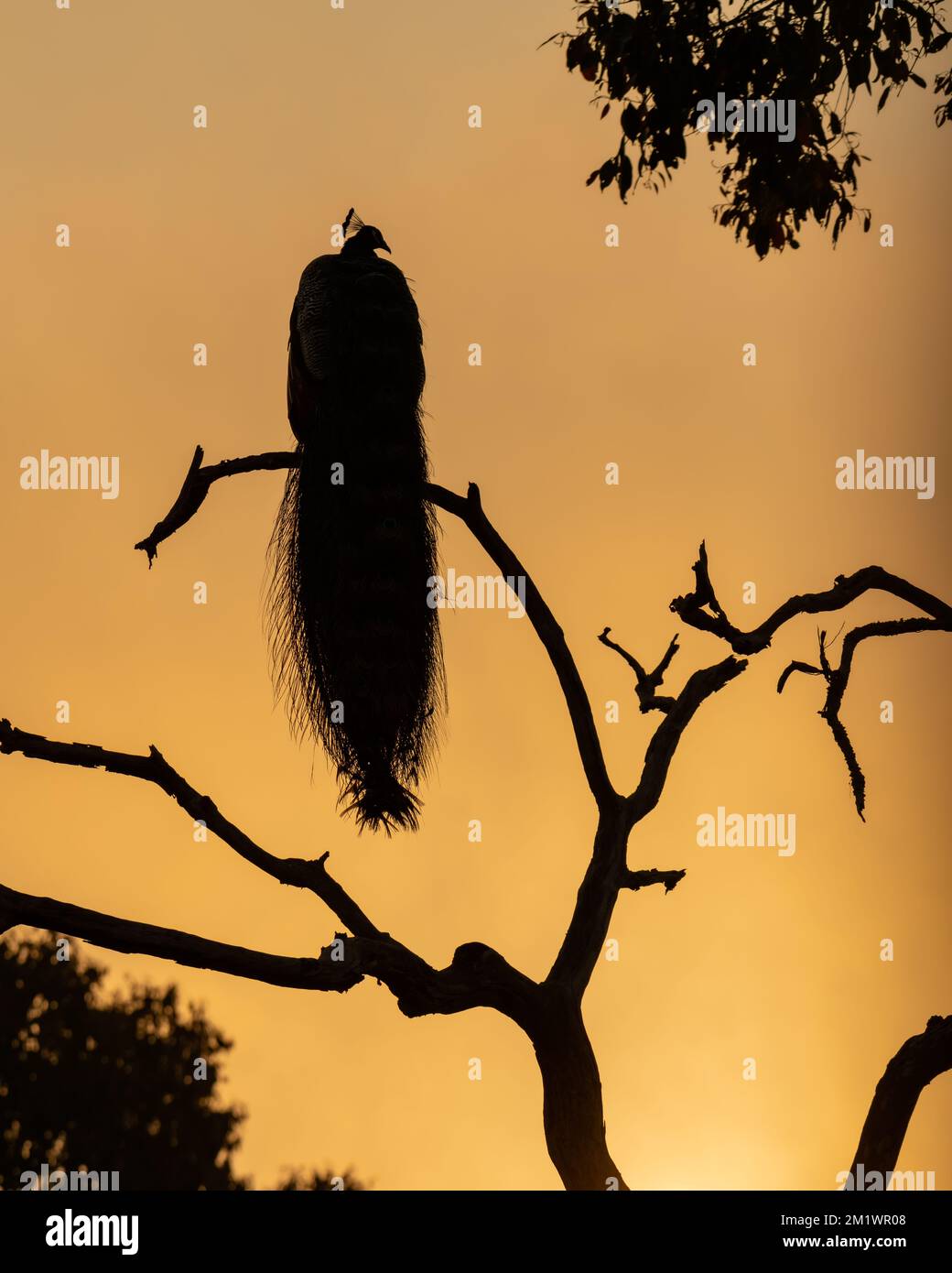 Silhouette of Peacock in Kabani , India Stock Photo