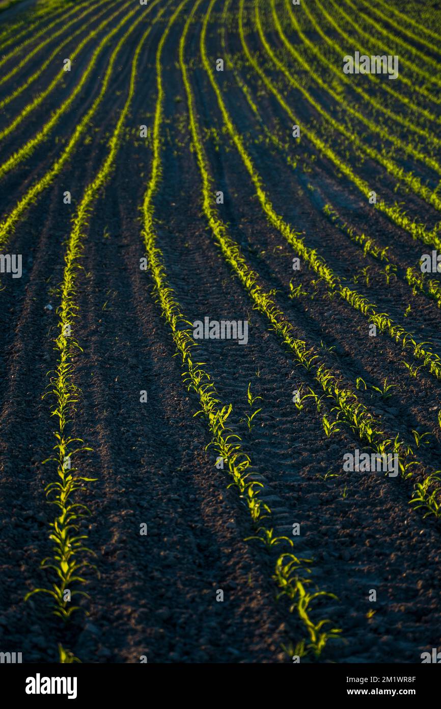 Rows young corn seedlings growing on field in black soil. Agricultural ...