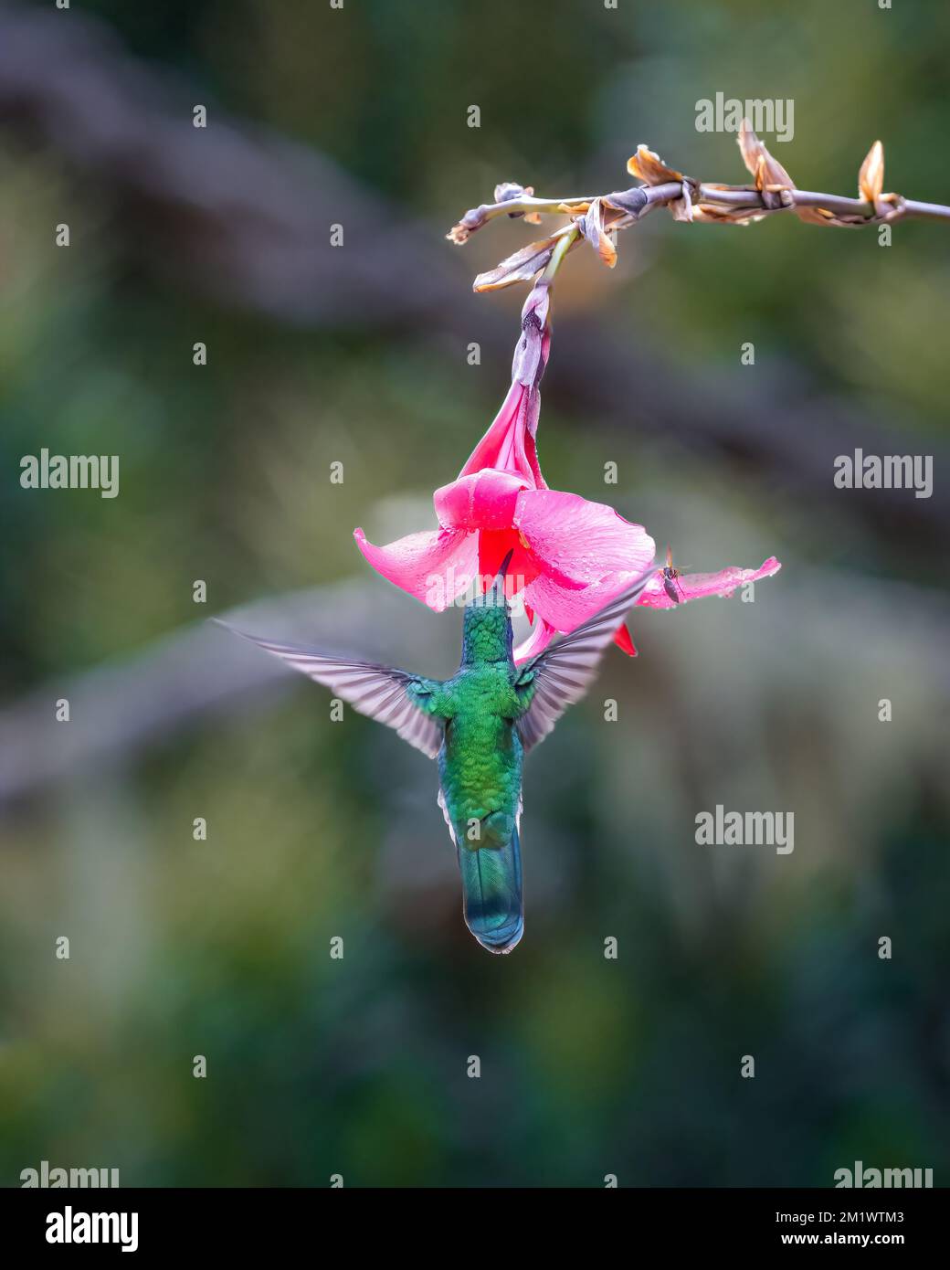 Cyanotus hires stock photography and images Alamy