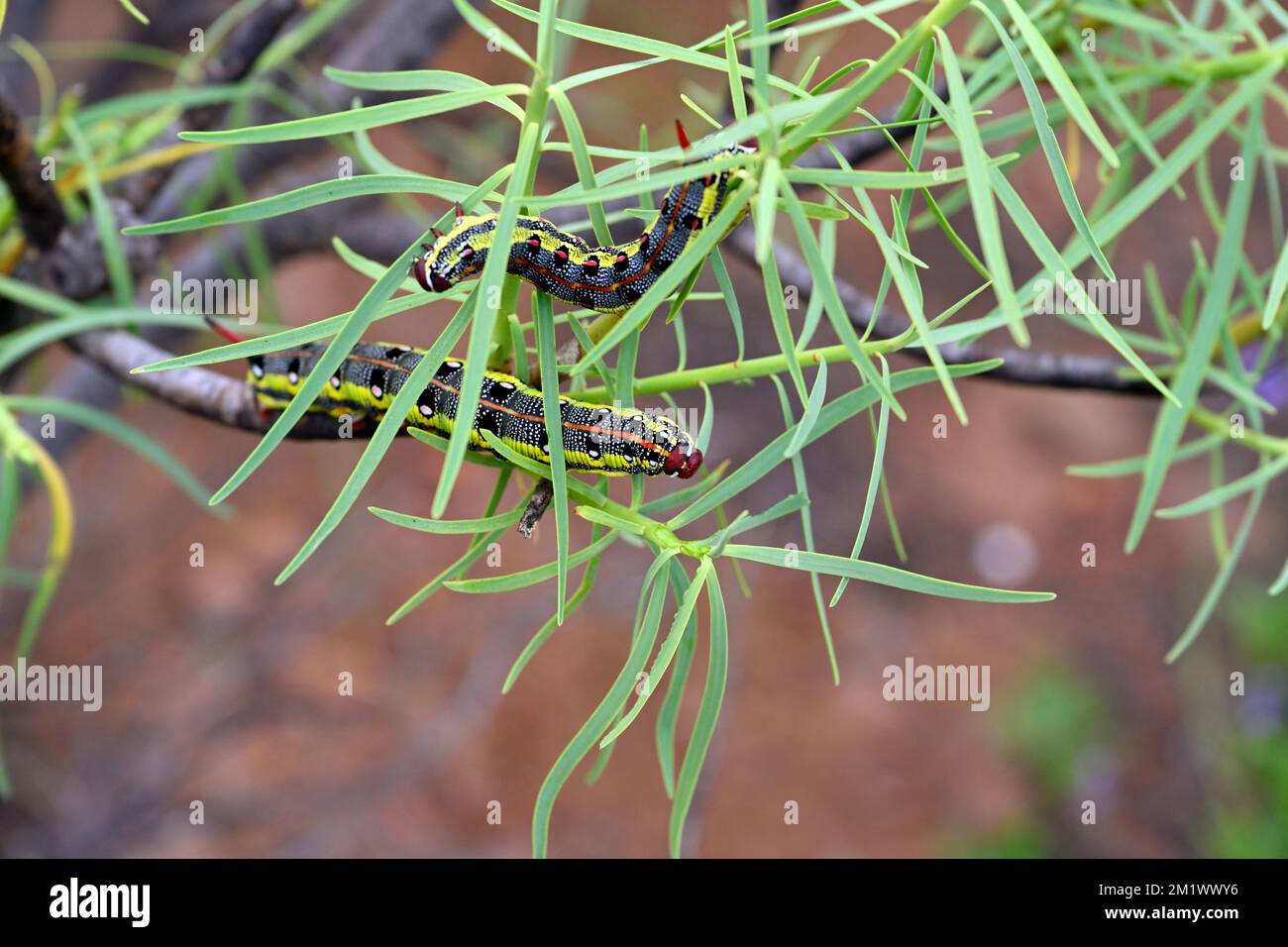 Two caterpillars (of Spurge hawk-moth) on a succulent plant (Euphorbia balsamifera) in the wild, Gran Canaria, Canary Islands, Spain Stock Photo