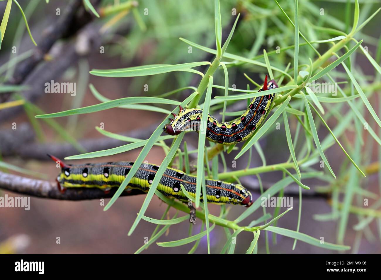 Two caterpillars (of Spurge hawk-moth) on a succulent plant (Euphorbia balsamifera) in the wild, Gran Canaria, Canary Islands, Spain, Stock Photo