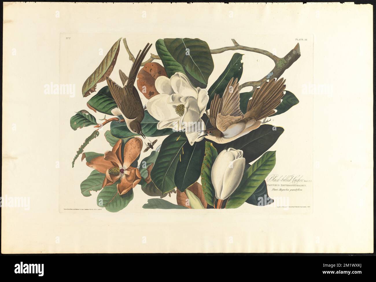 Black-billed cuckoo : Male, 1. F, 2. Coccyzus erythrophthalmus. Plant, magnolia grandiflora. c.2 v.1 plate 32 , Birds, Magnolias, Coccyzus. The Birds of America- From Original Drawings by John James Audubon Stock Photo