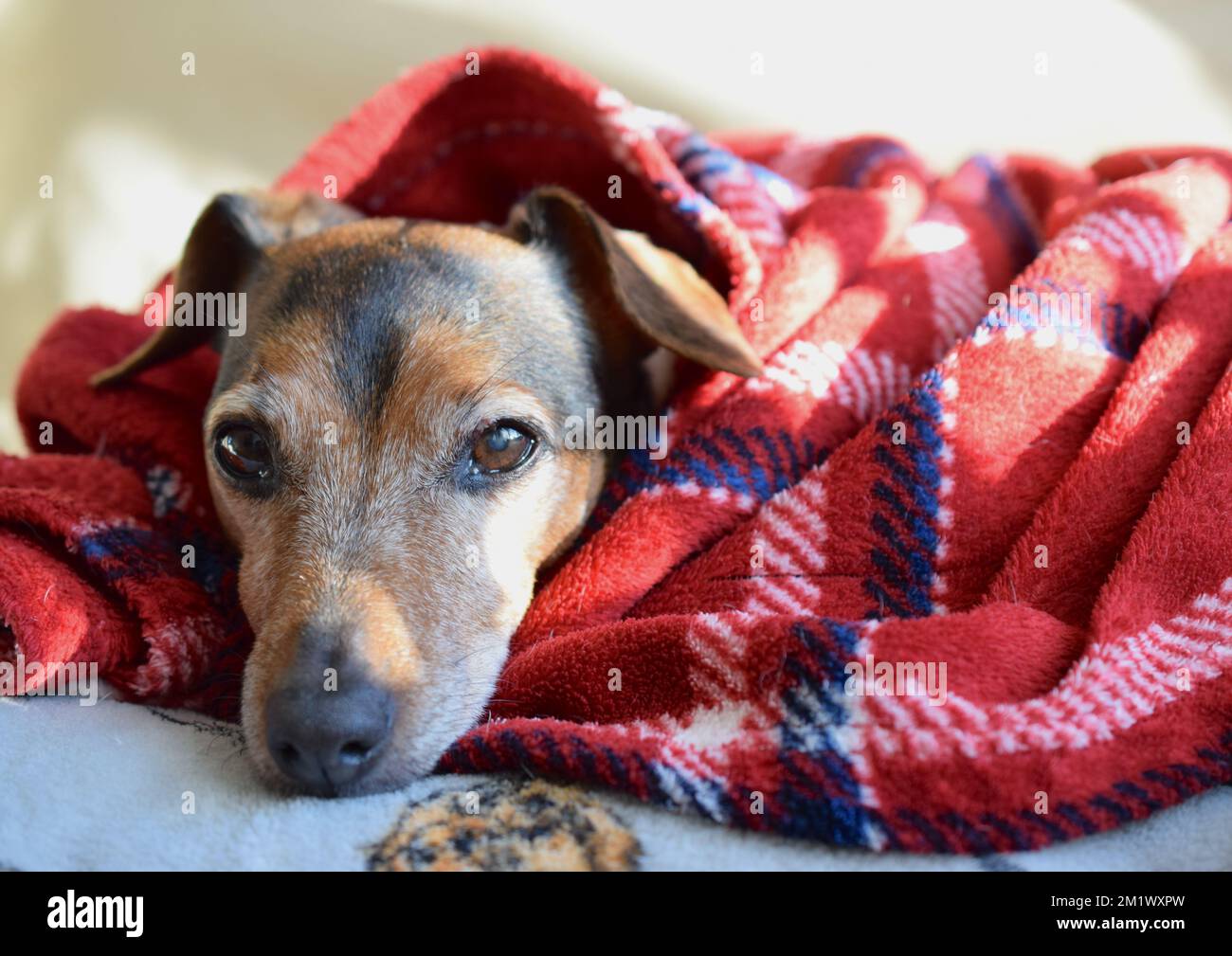 Jack Russell Dog Pattern Print Hooded Blanket