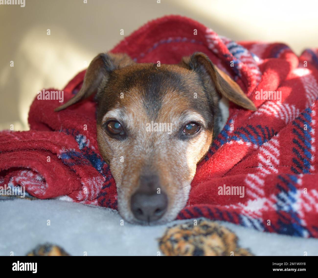 Jack Russell Dog Pattern Print Blanket