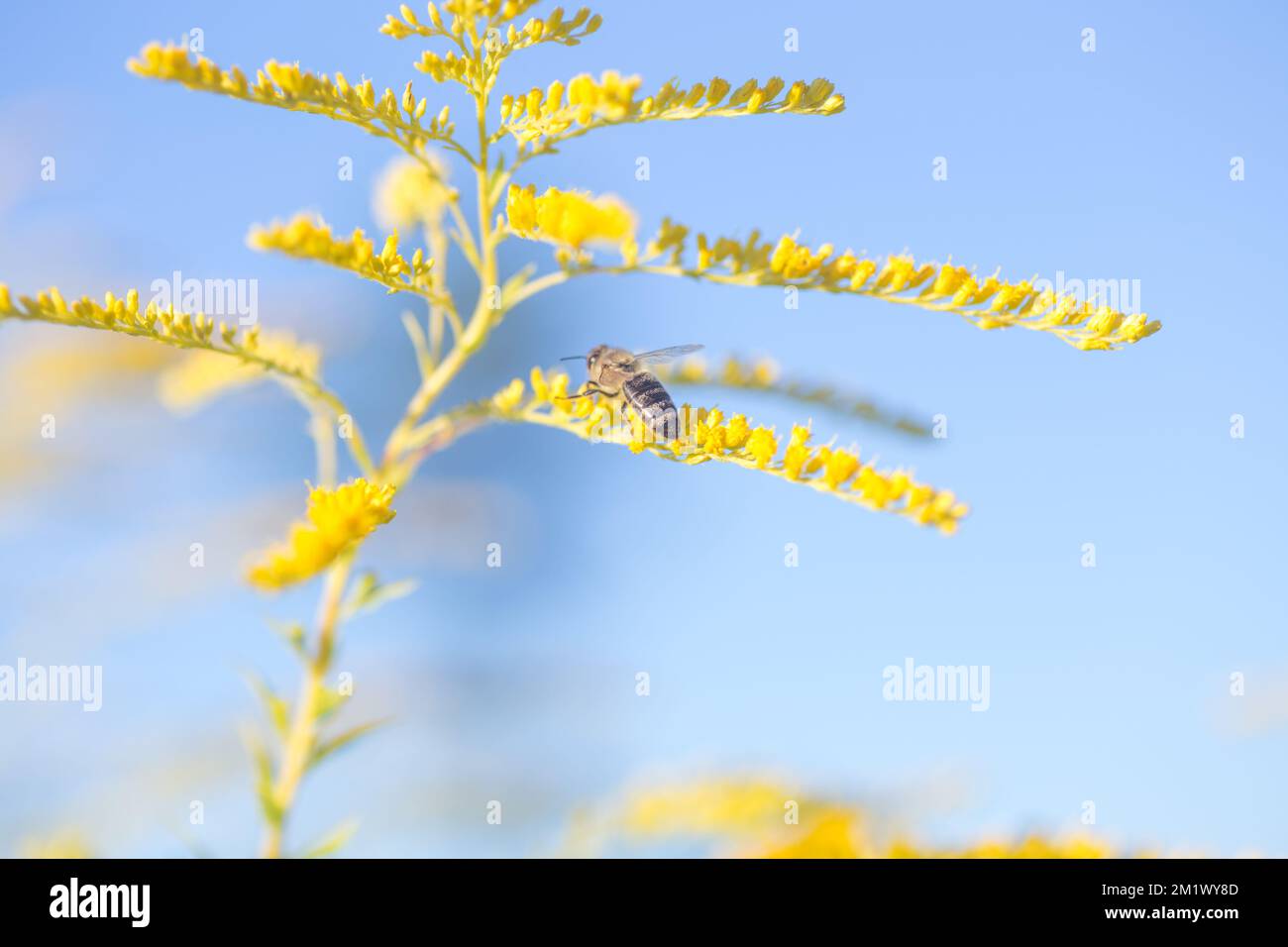 Solidago, goldenrod yellow flowers in summer. Stock Photo