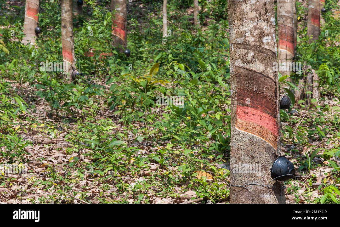 Natural rubber harvest in Myanmar Stock Photo