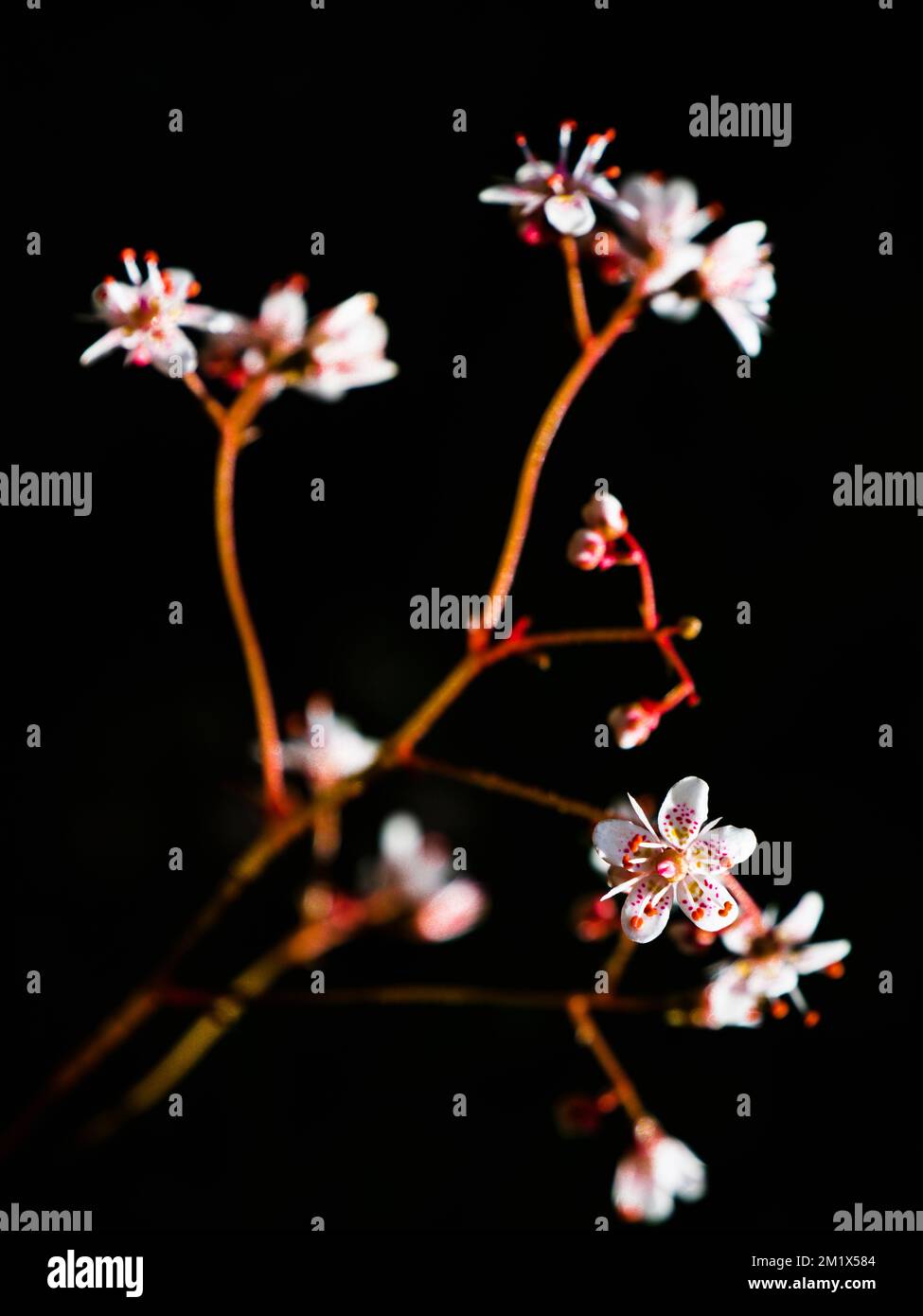 Close up of Saxifraga 'Urbium', London Pride, flower in garden against dark background Stock Photo